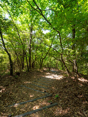 新緑に覆われた五月山のハイキングコース