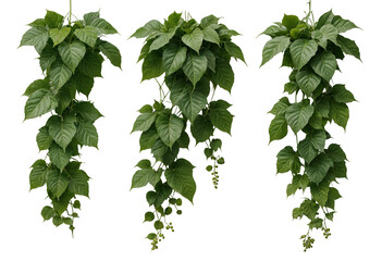 Green vine with green leaves on a transparent background.
