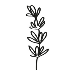 Rosemary ink sketch hand drawn on isolated background. Aromatic Greenery with branches and leaves, spicy ingredient. Food vector illustration for design logo, menu, label, icon, stamp, print, sign