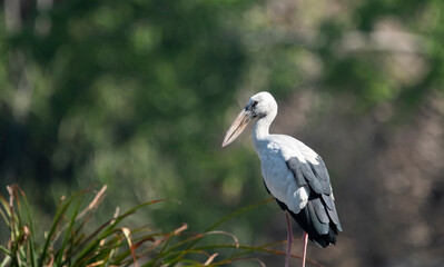 Asian openbill stork (Anastomus oscitans)