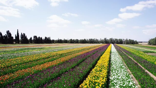 Field aerial video of Ranunculus in Kibbutz Nir Yitzhak