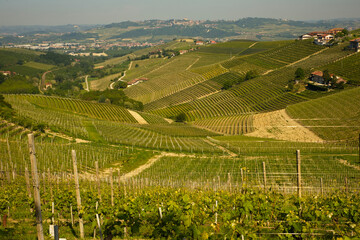 Panorama auf die Barolo weinberge im Piemont