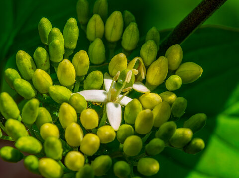 Common Dogweed flower buds with one open flower. Springtime