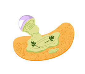 Preparing of crepe with pesto, green sauce with greenery. Tortilla, pita and jar of wasabi, guacamole. Process of cooking shawarma, fast food. Flat isolated vector illustration on white background