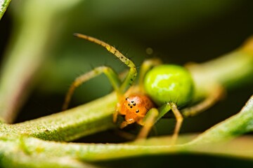 Cucumber Green Orb Spider - Araniella cucurbitina sensu stricto. Green Orb-Weaver Spiders, Closeup macro photograph