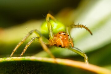 Cucumber Green Orb Spider - Araniella cucurbitina sensu stricto. Green Orb-Weaver Spiders, Closeup...