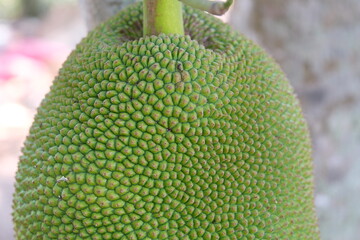 breadfruit Jackfruit, fresh fruit, leaves, stems and plants