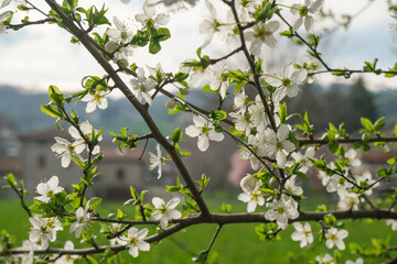 cherry blossom closeup against blue sky and city landscape. Natural spring background. Spring postcard