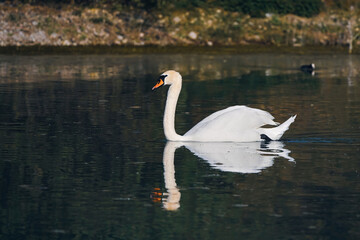 A beautiful white swan swims on the lake and looks around.