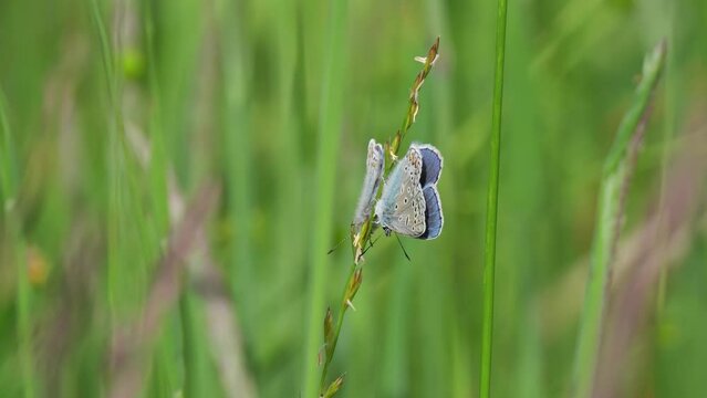 Zwei Hauhechel-Bl&auml;ulinge (Polyommatus icarus) an einem Grashalm