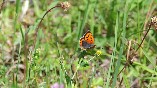 Kleiner Feuerfalter  (Lycaena phlaeas) in einer Wiese