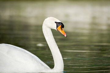 A beautiful white swan swims on the lake and looks around.