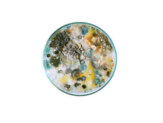 petri dish, mold, various types of fungi