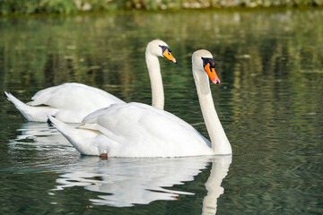 Two white swans swim on the lake.