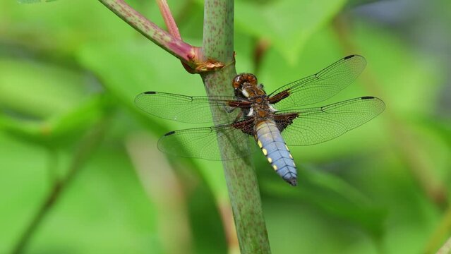 Plattbauchlibelle  (Libellula depressa) an einem &Auml;stchen