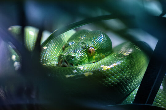 Green Tree Python