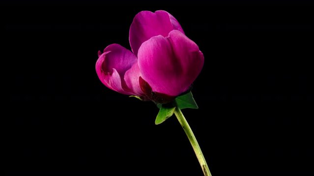 Red Peony Open Flower in Time Lapse on a Black Background. Vedding Concept. Side View on Pink Flower