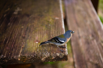 Azores chaffinch (Fringilla coelebs moreletti) subspecies of common chaffinch. Endemic to the...