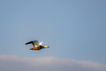 Beautiful wild duck in flight with outstretched wings in the sky.