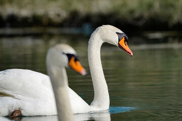 Two white swans swim on the lake.