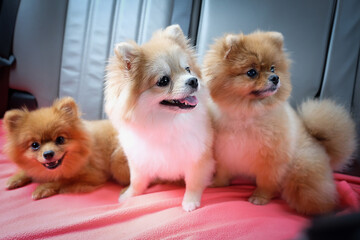 the three pomeranians on the couch with dramatic tone