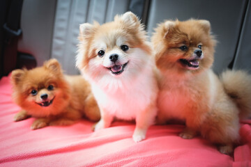 the pomeranian puppies on the couch with dramatic tone