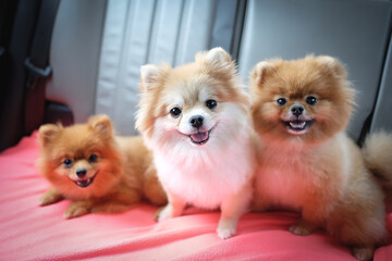 the three pomeranians on the couch with dramatic tone