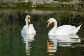 Two white swans swim on the lake.