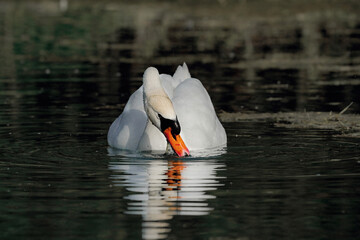 A white swan has lowered its head into the water and is looking for food in the lake.