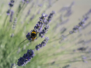 Bumble bee on the top of lavender flower