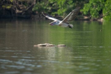The spot-billed pelican (Pelecanus philippensis)