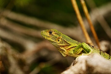 Green Iguana, Costa Rica, Central America