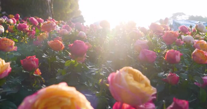 Sunny flower floral soft roses sunbeam blossom blurred background. Sunbeam shining through Pastel pink roses romance bloom spring season soft ray light. Petals blossom in beautiful garden