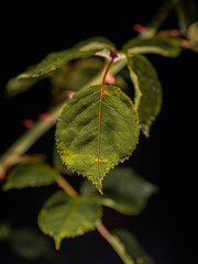 close up of rose petals on black background