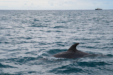 Wild dolphin swimming at the surface of the Atlantic ocean near Sao Miguel Island, Azores, Portugal. Short beaked common dolphins (Delphinus delphis)