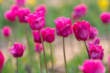 Beautiful pink tulips blooms in the spring garden. Selective focus