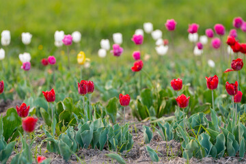 Beautiful red, white and pink tulips on a flowering field in the springtime. Selective focus