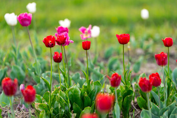 Beautiful red, white and pink tulips on a flowering field in the springtime. Selective focus