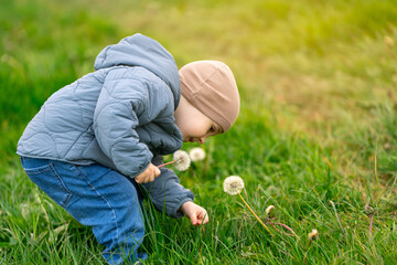 A three year old Caucasian toddler boy collects a bouquet of white dandelions in a field on a...