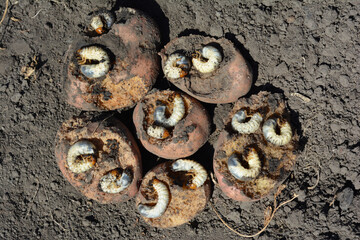 Larvae of the roach that damaged potatoes. Close up on a potato eaten by a roach larva, grub.