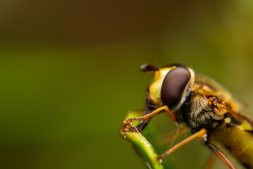 Close up macro photograph of the Common banded hoverfly sucking nectar from a lief, Summer fly