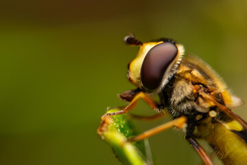 Close up macro photograph of the Common banded hoverfly sucking nectar from a lief, Summer fly