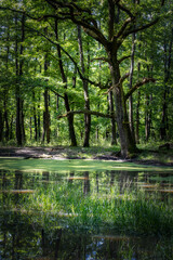 Beautiful oak forest scene in springtime. Forest lake.