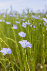 Beautiful blue flax flowers. Flax blossoms. Selective focus, close up. Agriculture, flax cultivation. Field of many flowering plants (linum usitatissimum). Linum blooms