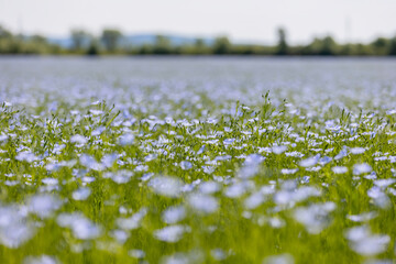 Beautiful blue flax flowers. Flax blossoms. Selective focus, close up. Agriculture, flax...
