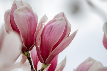 Magnolia Sulanjana flowers with petals in the spring season. beautiful pink magnolia flowers in spring, selective focusing.