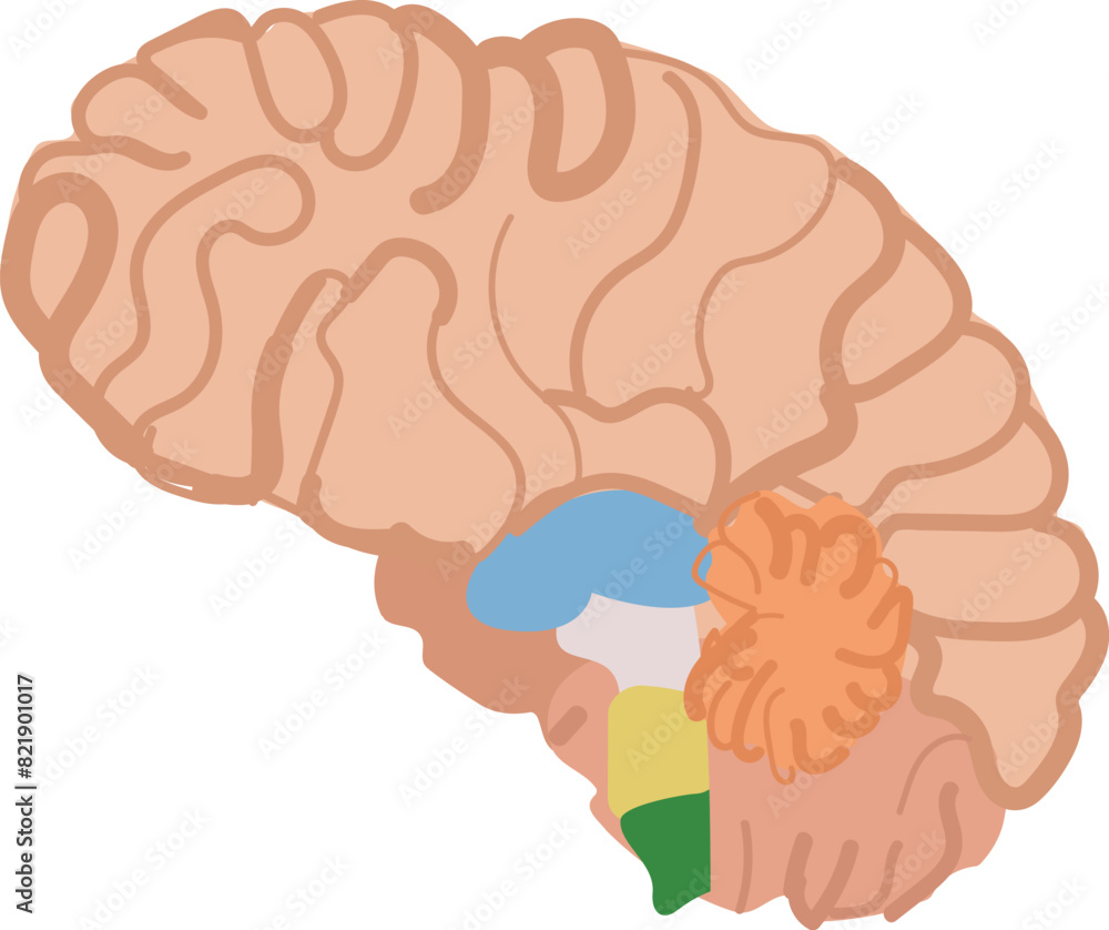 Poster stylized graphic of the human brain emphasizing various functional areas in different colors