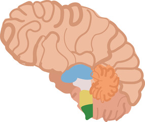 Stylized graphic of the human brain emphasizing various functional areas in different colors