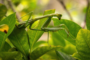 praying mantis on green leaf