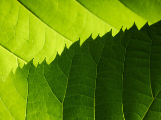 Green leaves abstract nature background